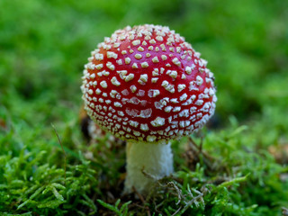 Closeup of an Amanita muscaria fly agaric mushroom on mossy ground