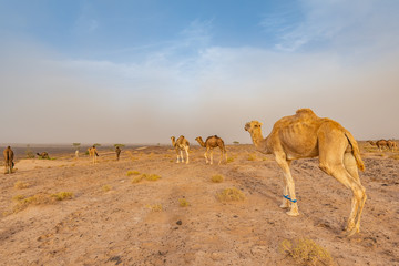 Camels walking in Sahara desert