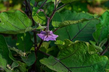 close view of brinjal tree & flower locating on indian rural farm.