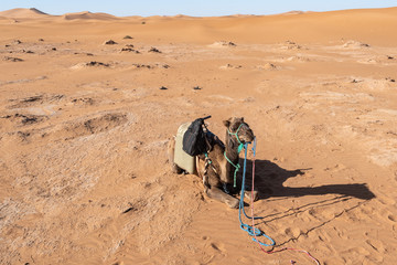 Camel getting rest on the sand
