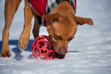 dog playing with the ball