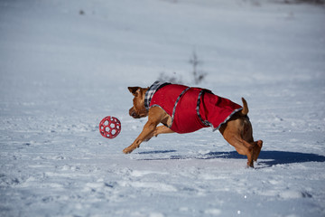 dog playing with the ball