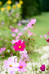 pink and purple flowers in a green meadow