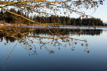 Lake at early morning with a branch in the forefront