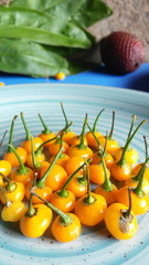 Ají charapita, una especia  muy importante en la cocina de la selva peruana, por su aroma y sabor inigualable