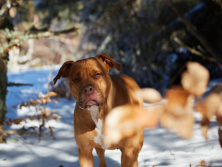 dog at the snow