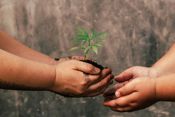 Adults and children hold small trees on green grass. Earth Day i