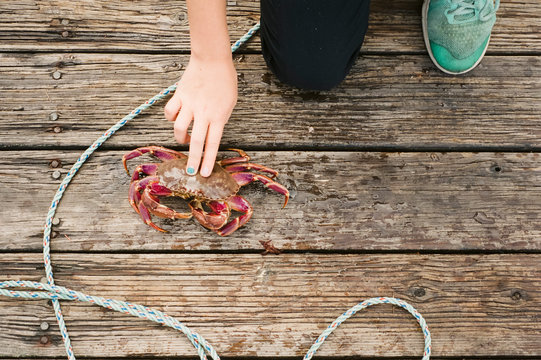 Child Kneeling on Dock with Two Fingers Touching Live Crab