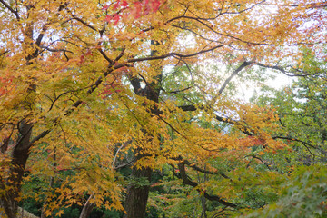 紅葉するもみじの巨木