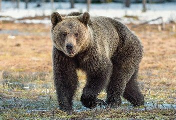 Fototapeta premium Wild Adult Brown Bear (Ursus arctos) on a bog in spring forest.