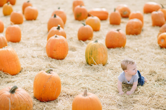 Baby boy crawling in pumpkin patch
