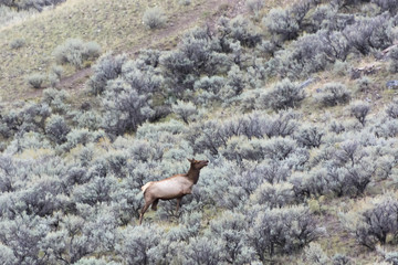 Elk or Wapiti (Cervus canadensis)