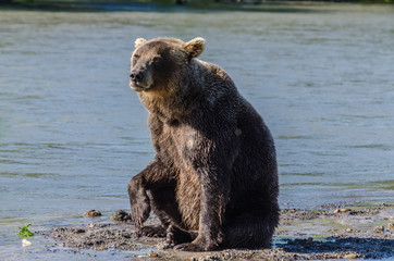 Brown Bear - Kamchatka - Russia