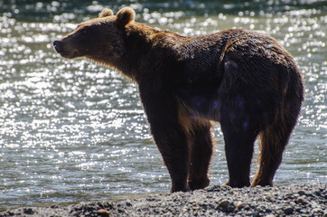 Brown Bear - Kamchatka - Russia