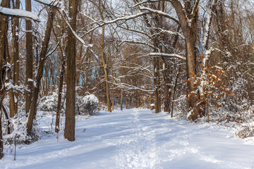 Path through a snowy forest