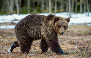 Obraz na płótnie Canvas Wild Adult Brown Bear (Ursus arctos) on a bog in spring forest.