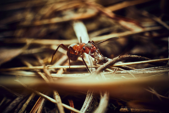 Curious ant running among the pine needles