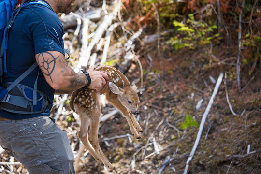 side angle of hiker rescuing newborn deer, moves off roadway.