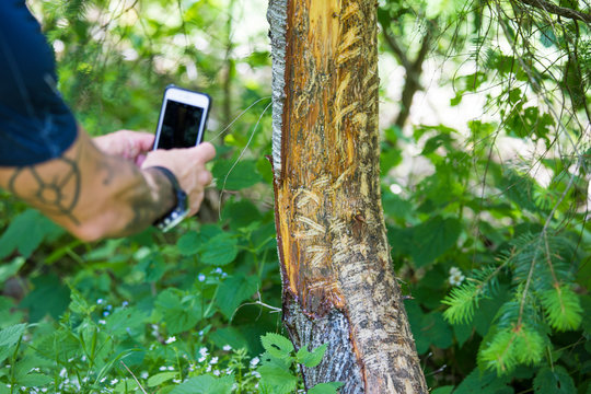 man using smartphone to photograph bear teeth marks on a tree.