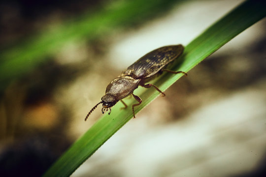 Curious beetle on the grass