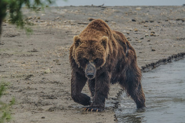 Brown Bear - Kamchatka - Russia