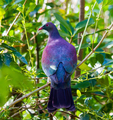 new zealand pigeon