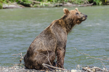 Brown Bear - Kamchatka - Russia