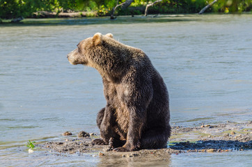 Fototapeta premium Brown Bear - Kamchatka - Russia