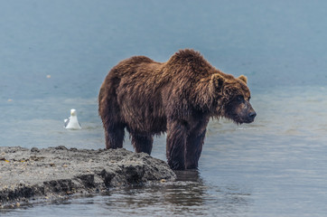 Brown Bear - Kamchatka - Russia