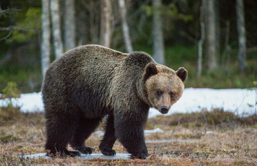 Fototapeta premium Wild Adult Brown Bear (Ursus arctos) on a bog in spring forest.