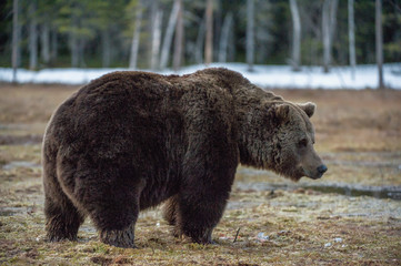 Wild Adult Brown Bear (Ursus arctos) on a bog in spring forest.