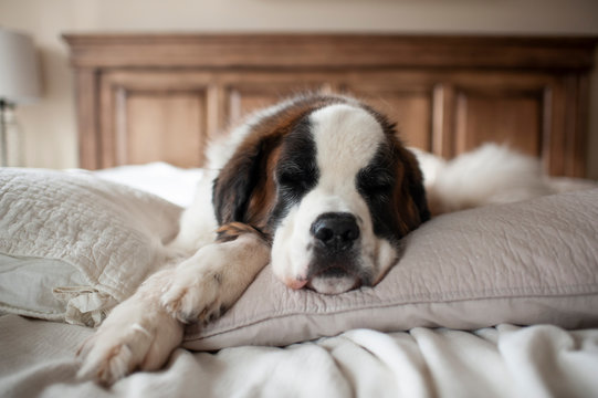 Sweet Large Dog Sleeping On Pillows In Bed At Home