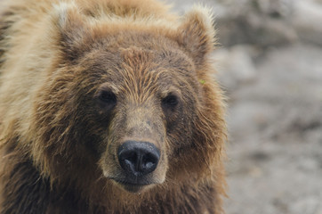 Obraz na płótnie Canvas Brown bear - Kamchatka - Russia
