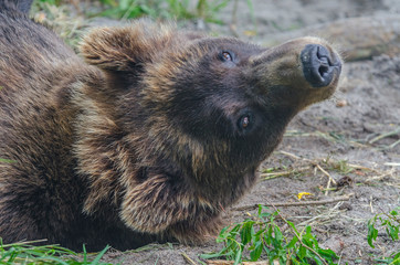 Brown bear - Kamchatka - Russia