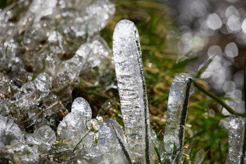 Freshness of Pre-spring. Melting ice on green sprouting fresh shoots of plants. Shiny ice fancy forms close-up. Icicles with green grass. Early spring background. Frozen grass.