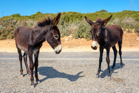 Wild donkeys on the Karpaz Peninsula, Rizokarpaso, Cyprus