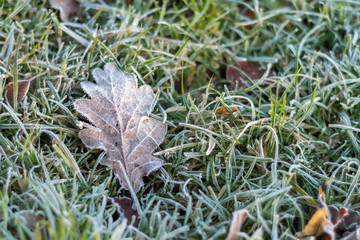 Frosty Leaf Lying on the Ground