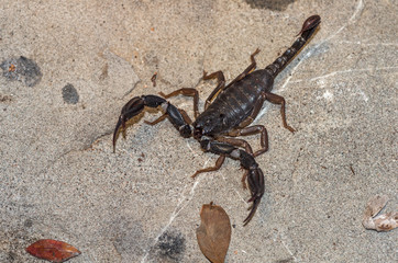 Live scorpio in natural conditions close-up