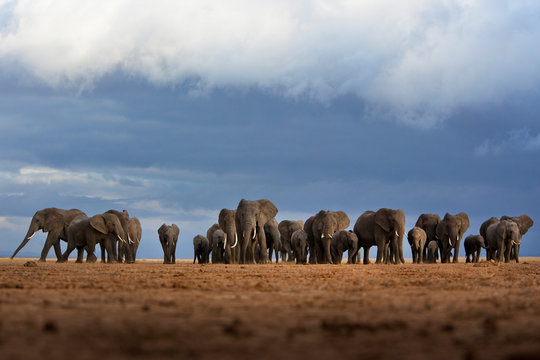 A herd of elephant walking in the Amboseli region, Kenya