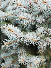 Naklejka na ściany i meble Beautiful branches of blue spruce in the outdoor in background of a xmas pine