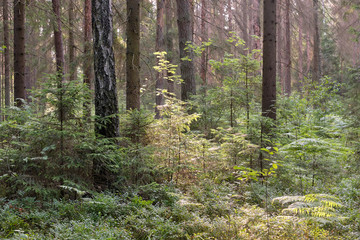 Coniferous stand of Bialowieza Forest in sunrise