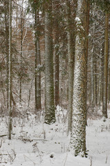 Wintertime landscape of snowy mixed tree stand