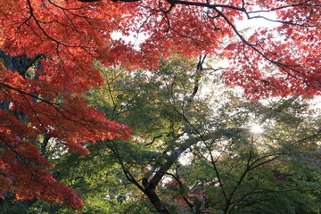 Autumn leaves of Nara Park in Japan