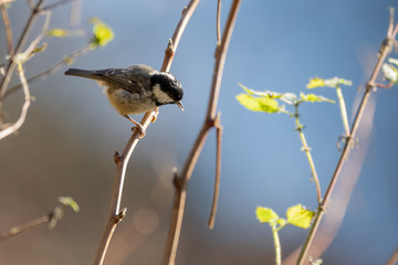 Coal Tit Perched on a Branch
