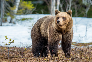 Wild Adult Brown Bear (Ursus arctos) on a bog in spring forest.