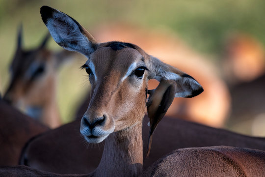 A female impala with an oxpecker in her ear