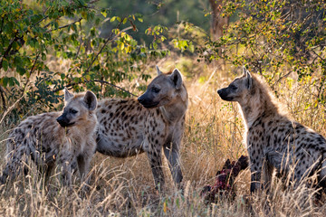Three hyena standing around a waterbuck carcass