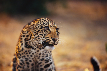 Leopard with a threatened expression