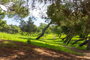 hiking trail leading through green meadow with trees