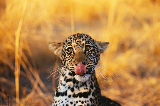 Portrait of leopard cub sticking out his tongue